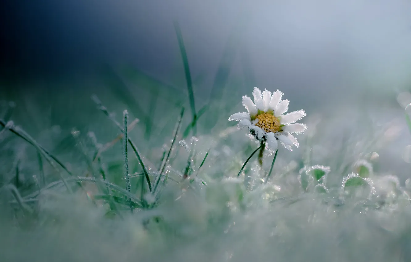 Фото обои иней, цветок, трава, макро, мороз