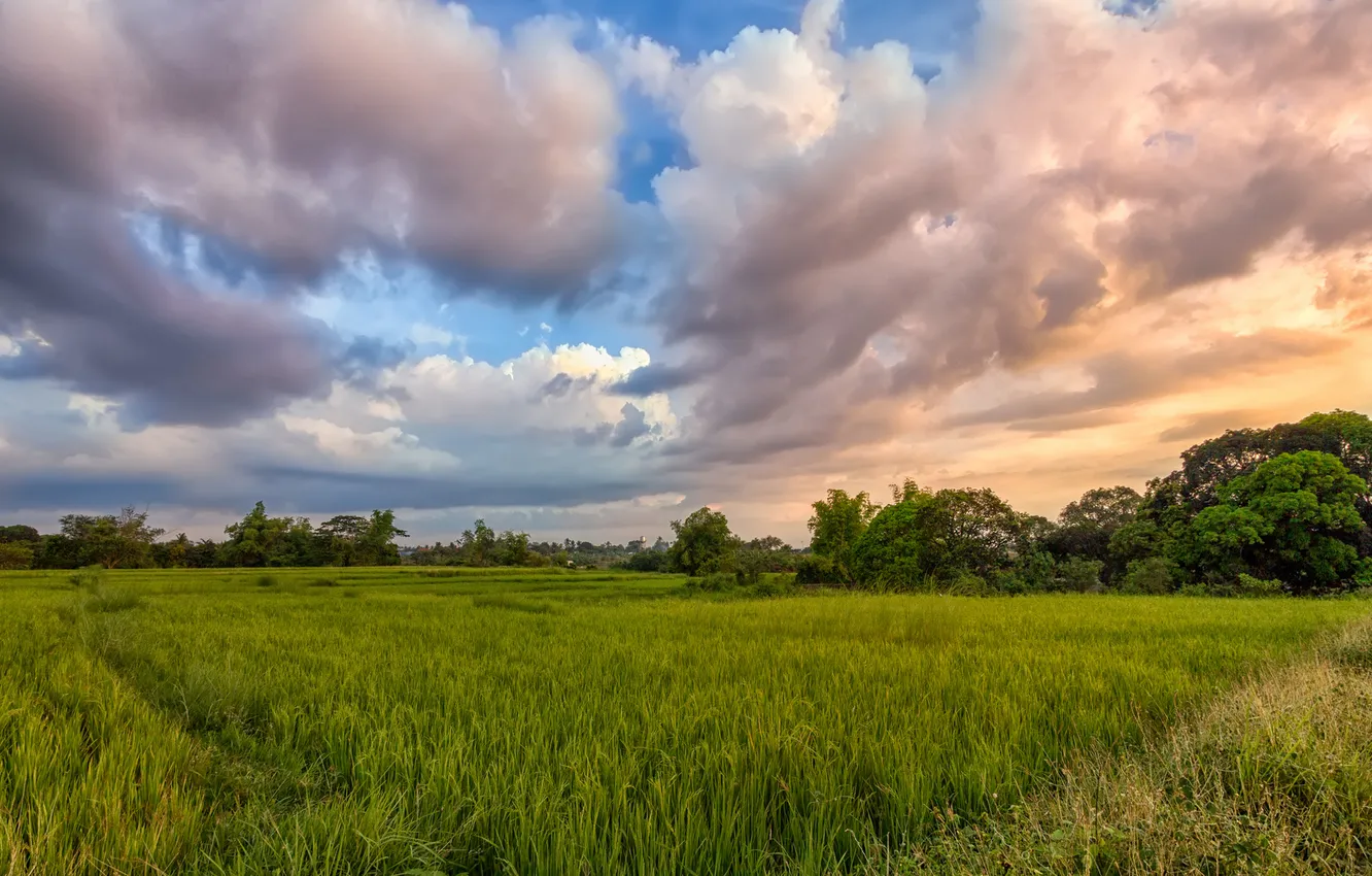 Фото обои зелень, поле, лето, трава, облака