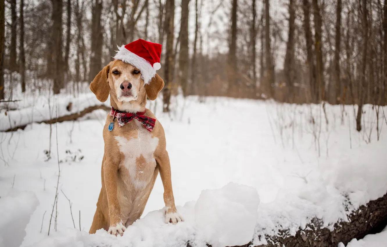 Фото обои взгляд, друг, собака