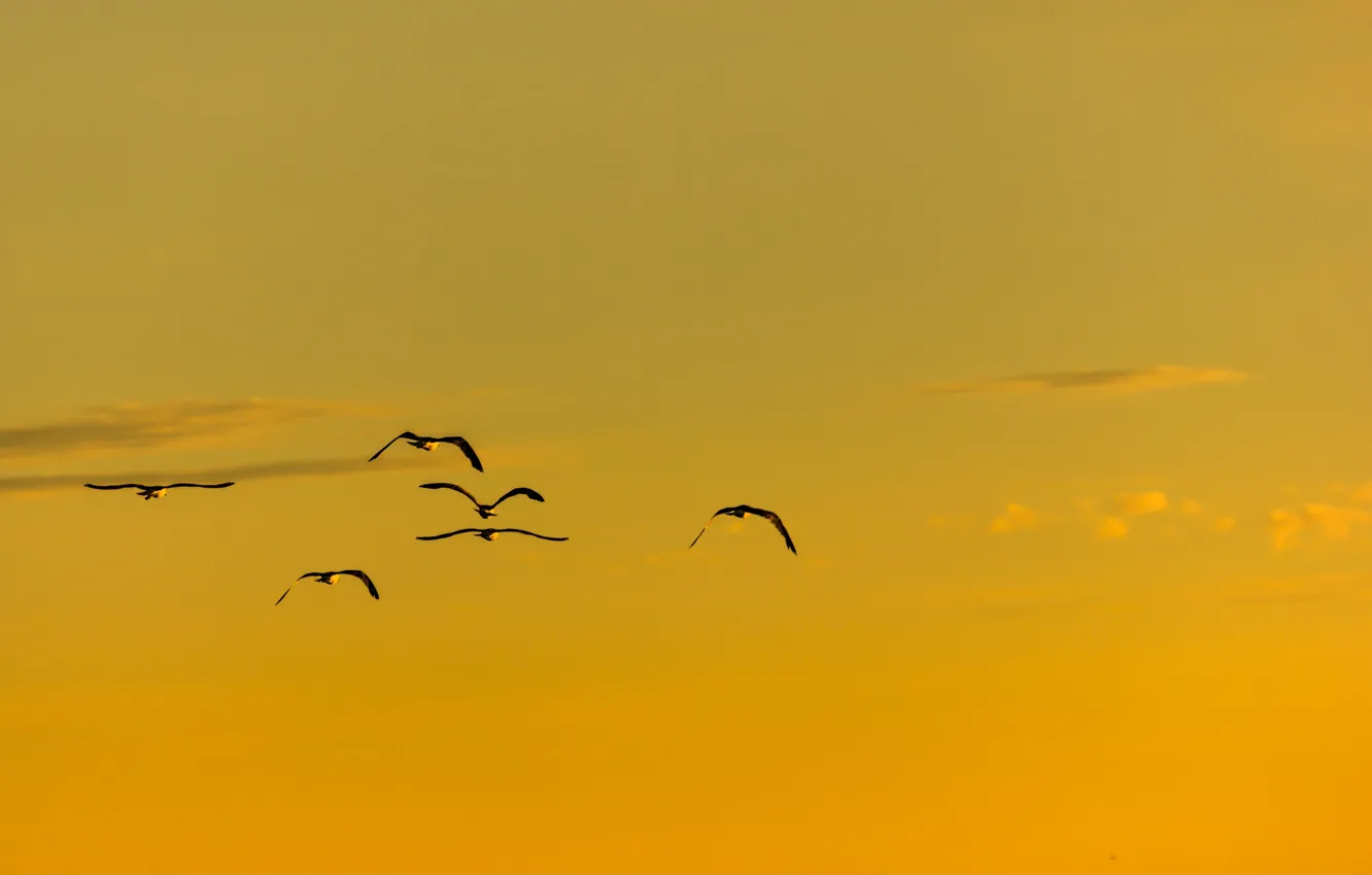 Фото обои summer, flight, birds, sunny