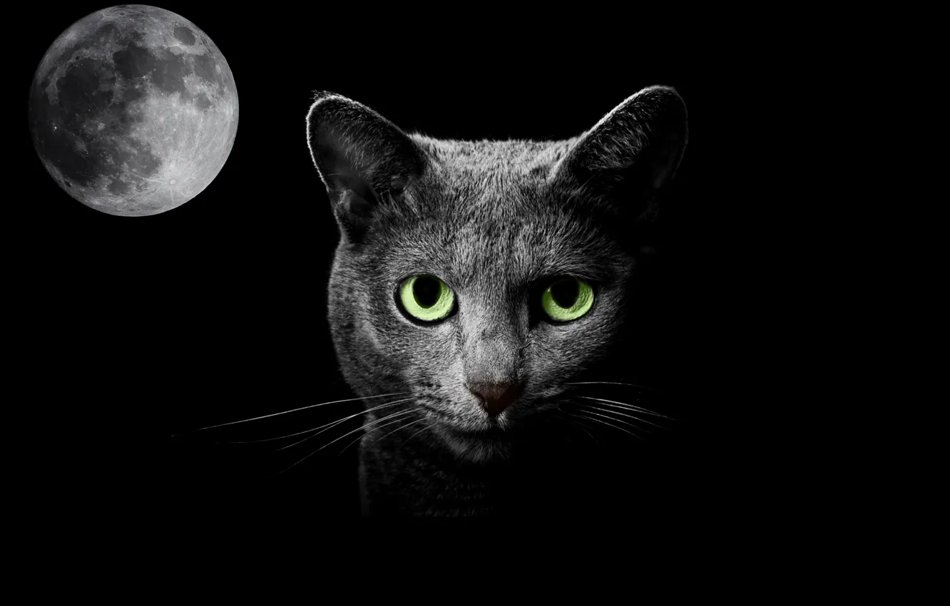 Фото обои кошка, ночь, фантазия, луна
