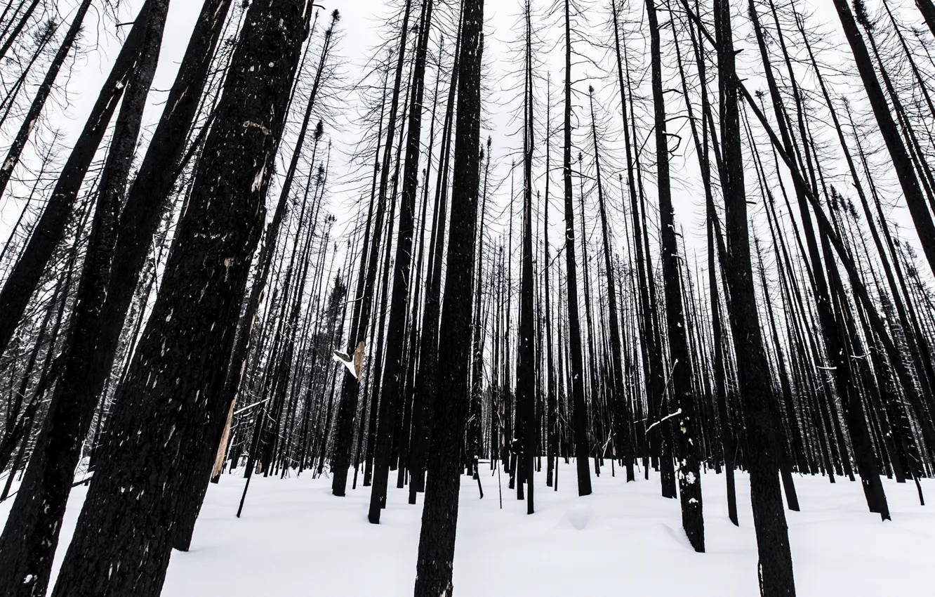 Фото обои winter, snow, canada, aftermath, burn, ontario, forest fire, timmins
