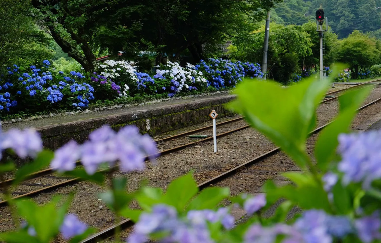 Фото обои Japan, гортензия, семафор, железнодорожная станция