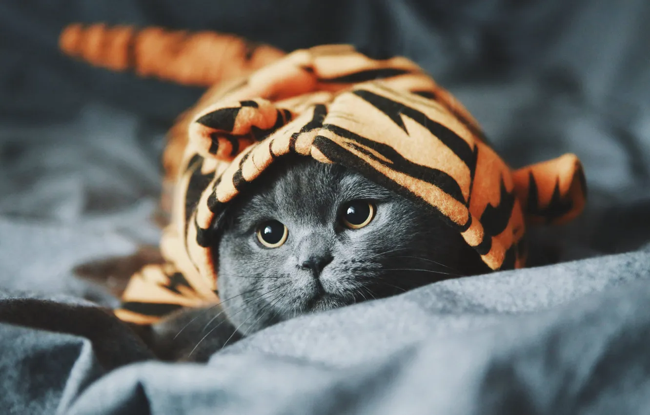 Фото обои кошка, кот, взгляд, тигр, котенок, серый, одежда, портрет