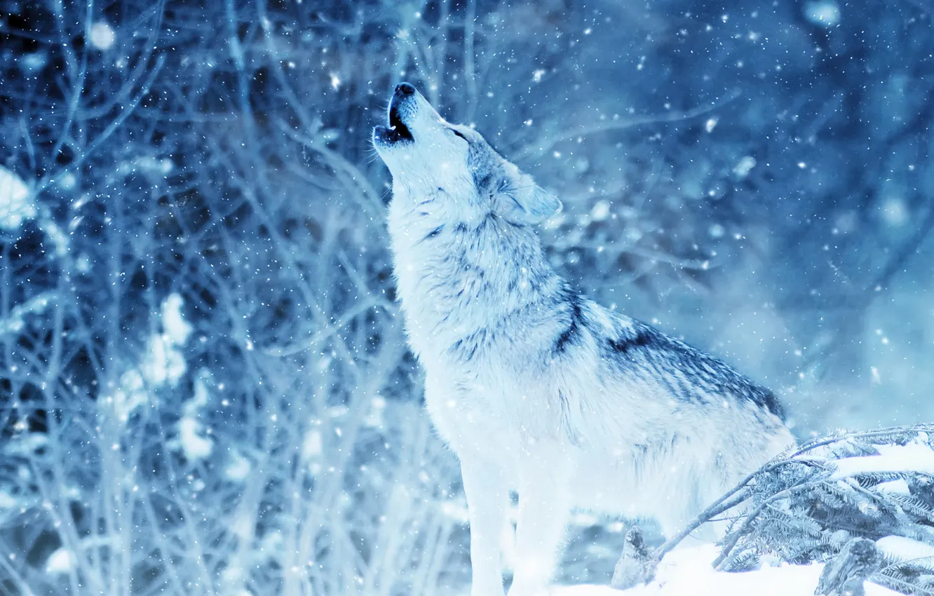Фото обои nature, predator, face, animal, wolf, wildlife, portrait, Canis lupus