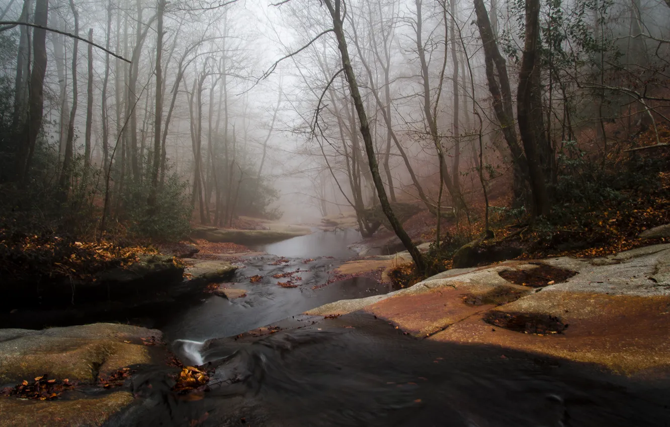 Фото обои осень, лес, туман, река, ручей, поток