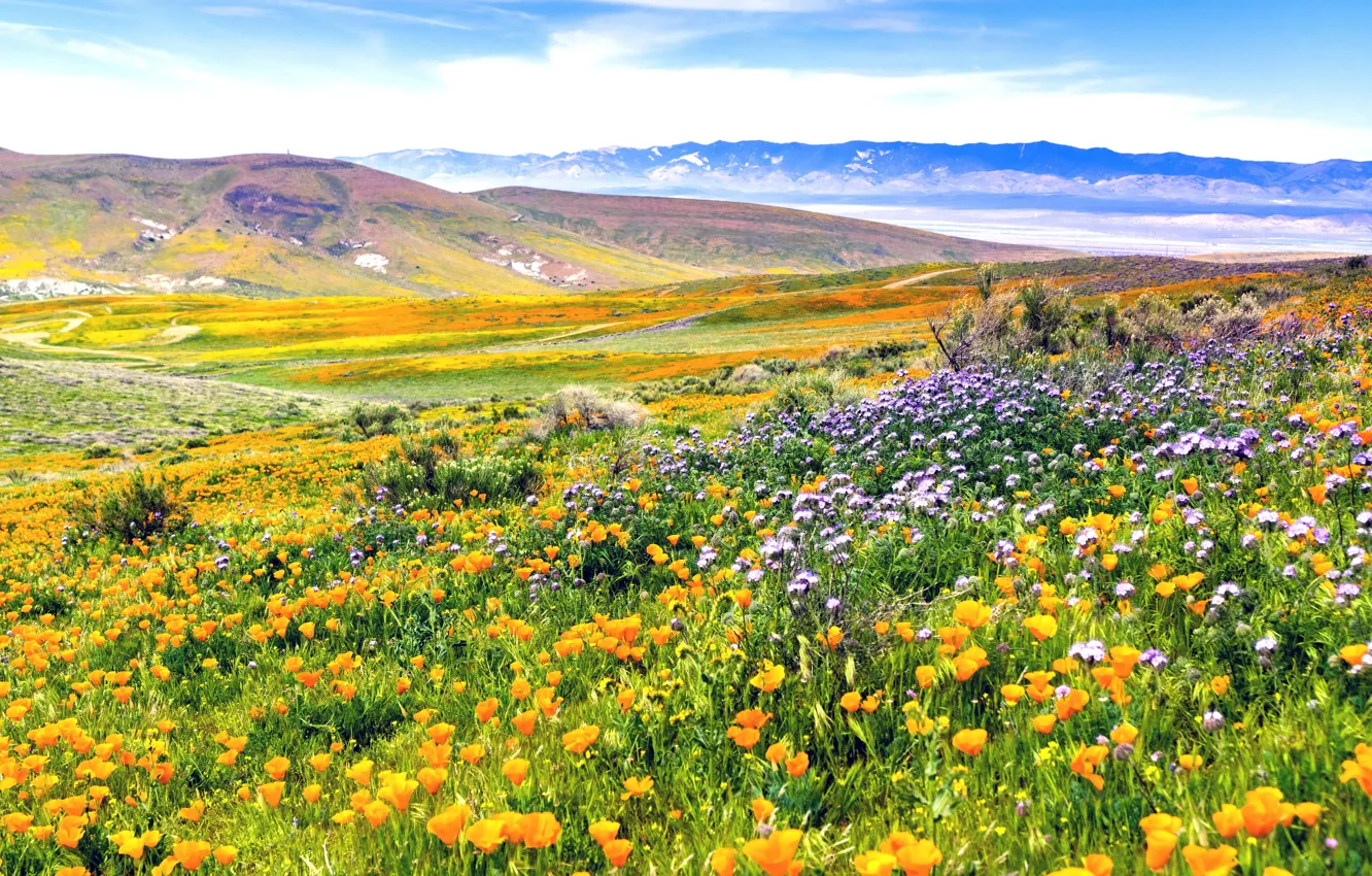 Фото обои поле, цветы, холмы, луг