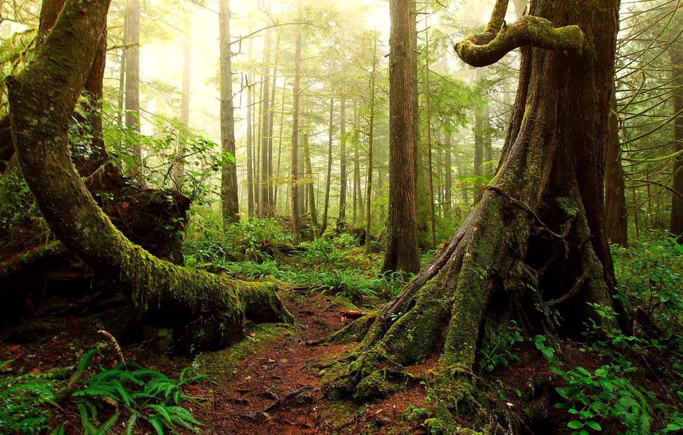 Фото обои деревья, природа, мох, джунгли, лианы