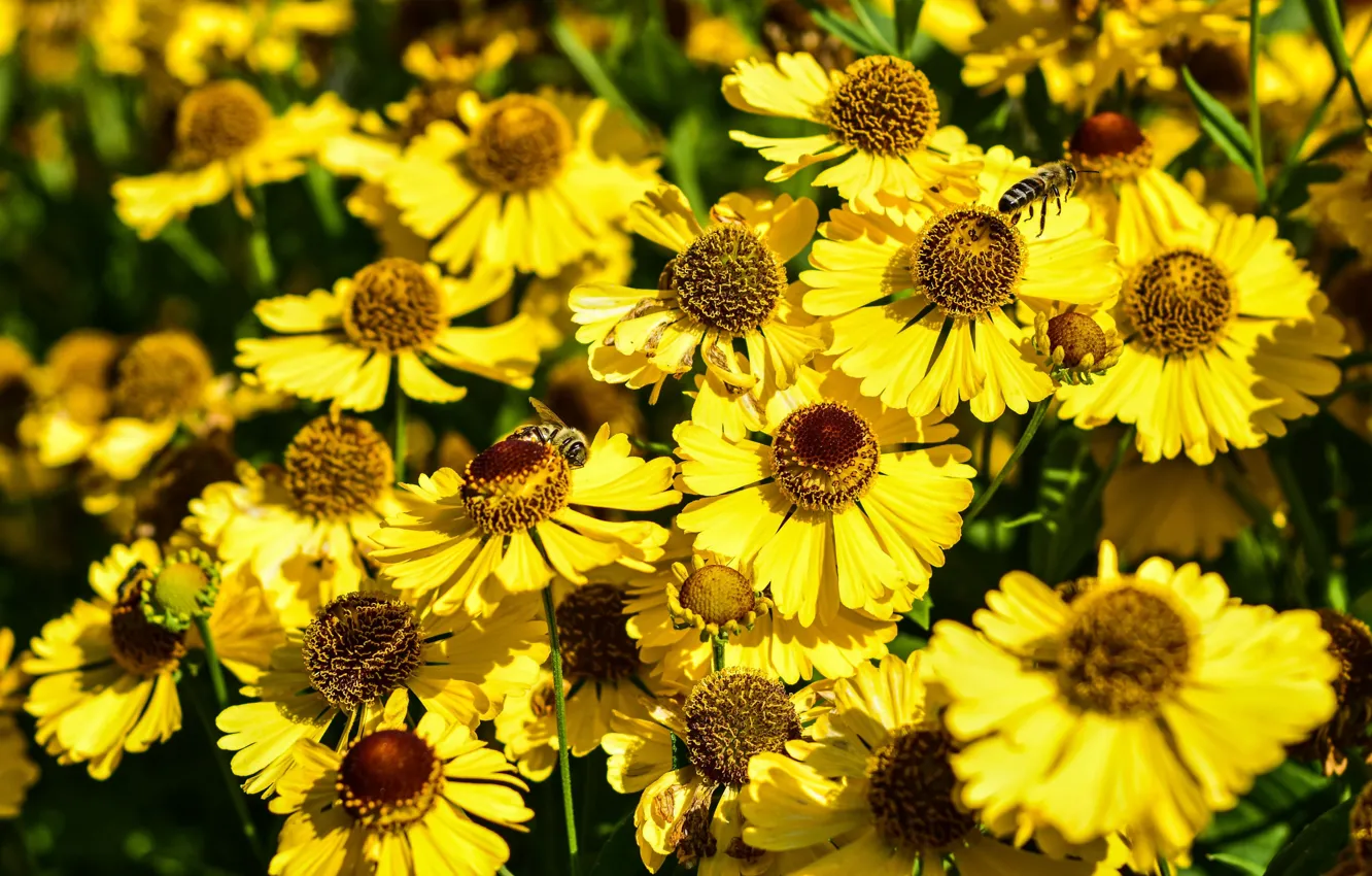 Фото обои цветы, яркие, желтые, пчелы, клумба, много, боке, гелениум