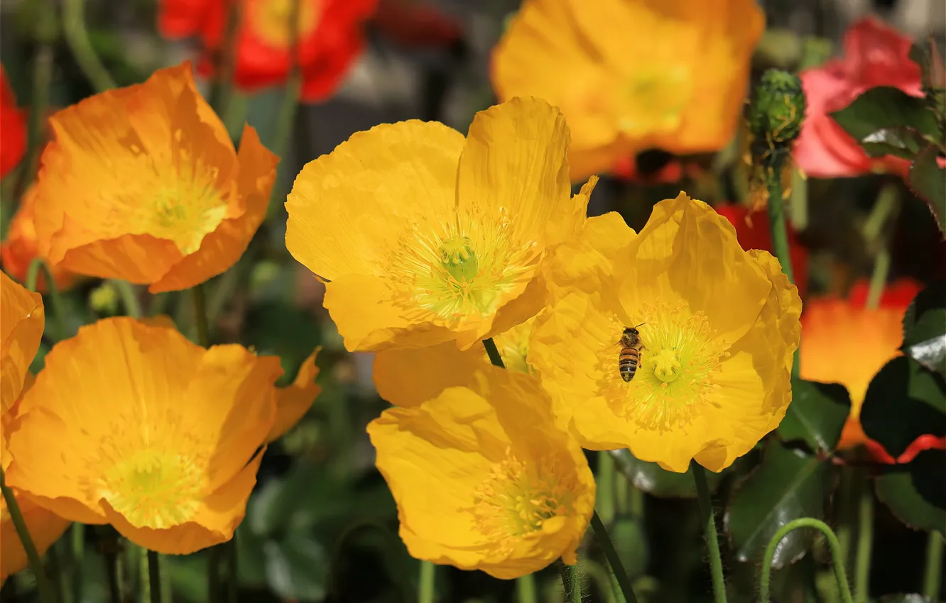 Фото обои лето, макро, цветы, пчела, маки, желтые