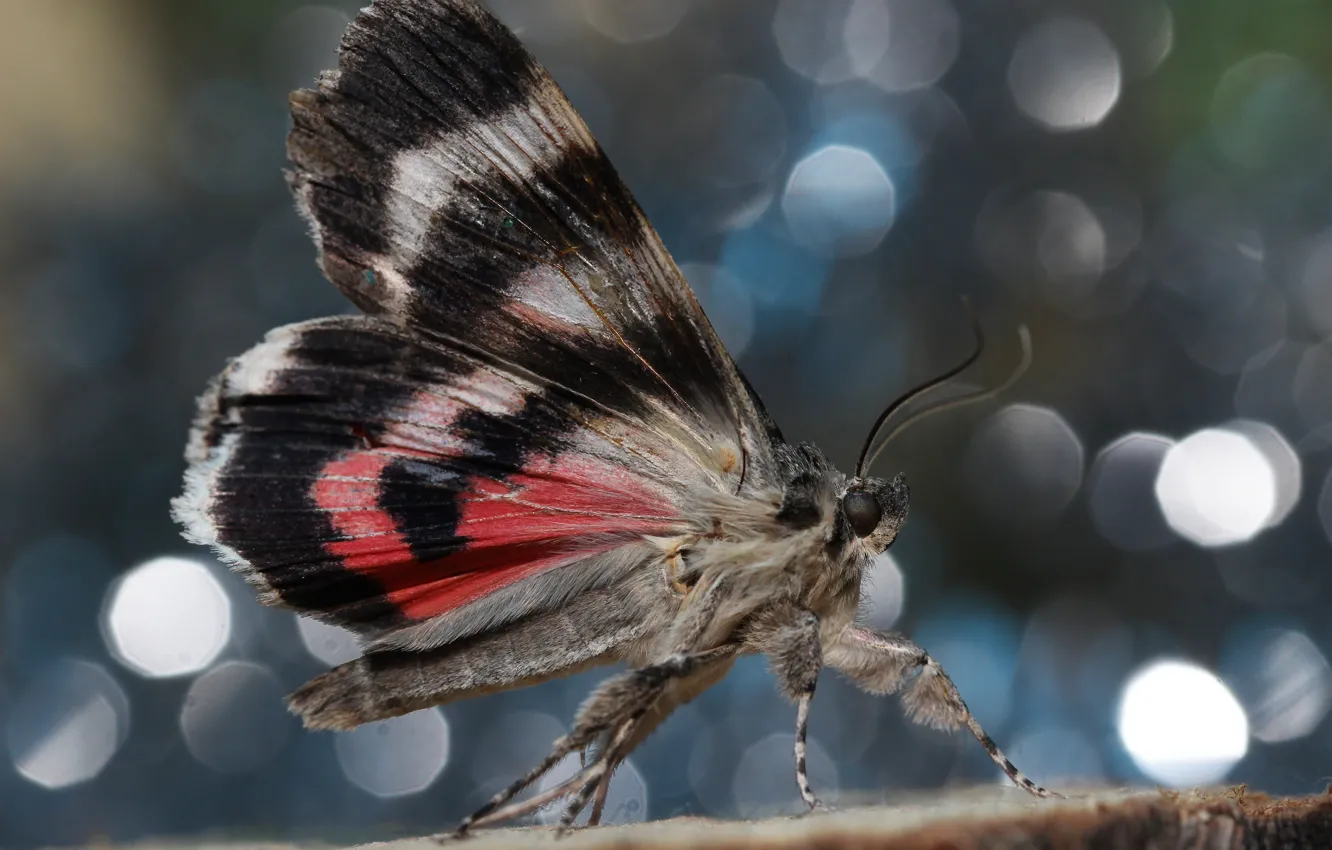 Фото обои фон, бабочка, крылья