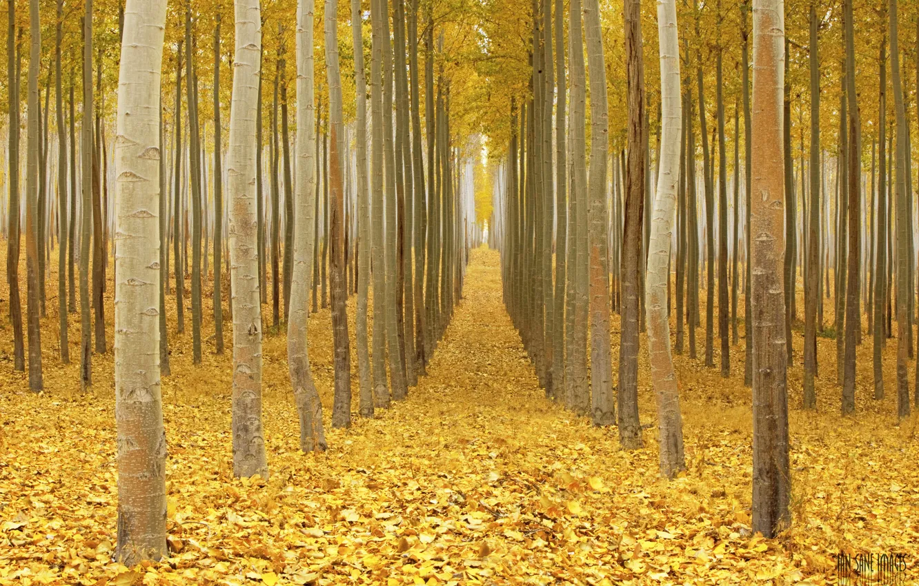 Фото обои осень, лес, листья, путь, ветви