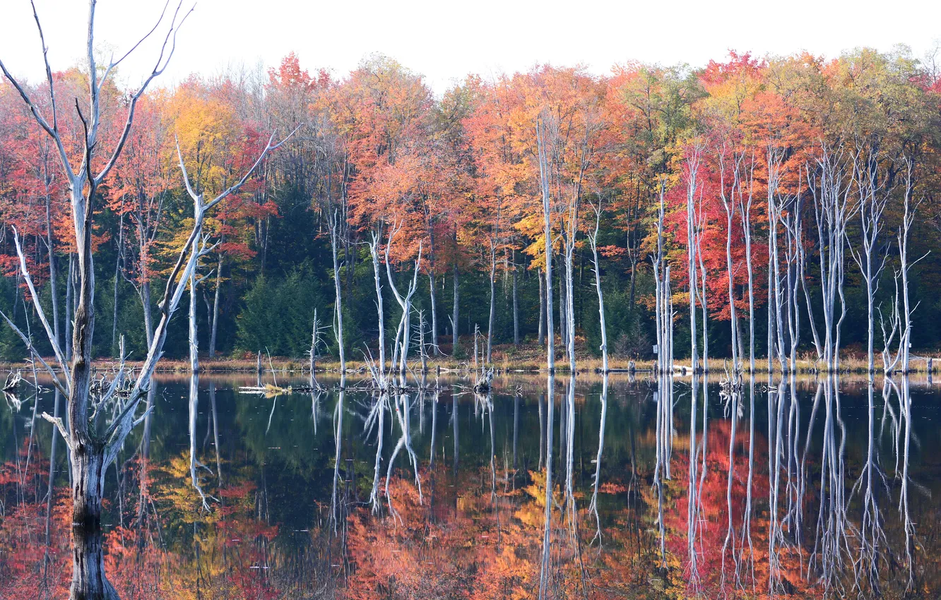 Фото обои осень, лес, небо, деревья, озеро, пруд, дымка