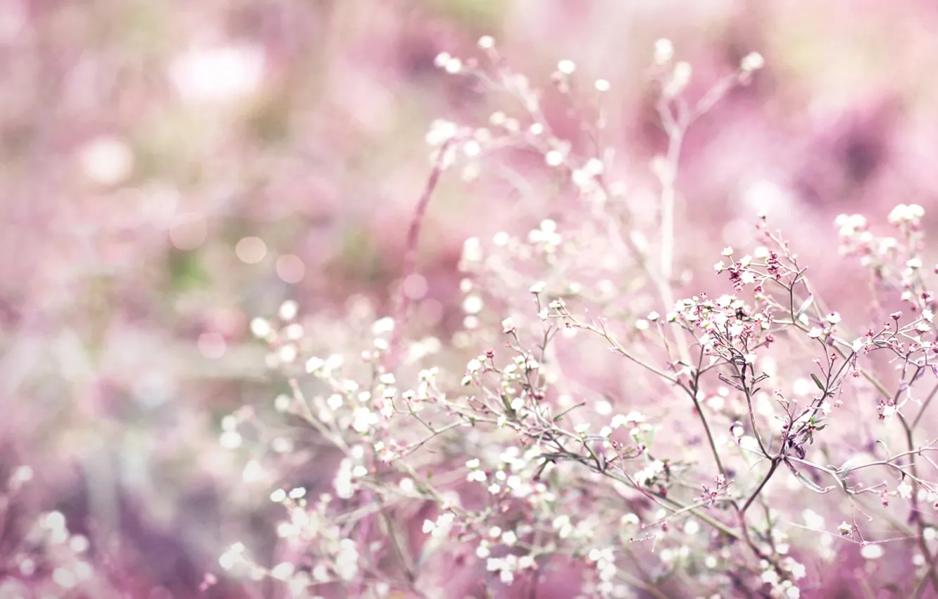 Фото обои розовый, растение, bokeh