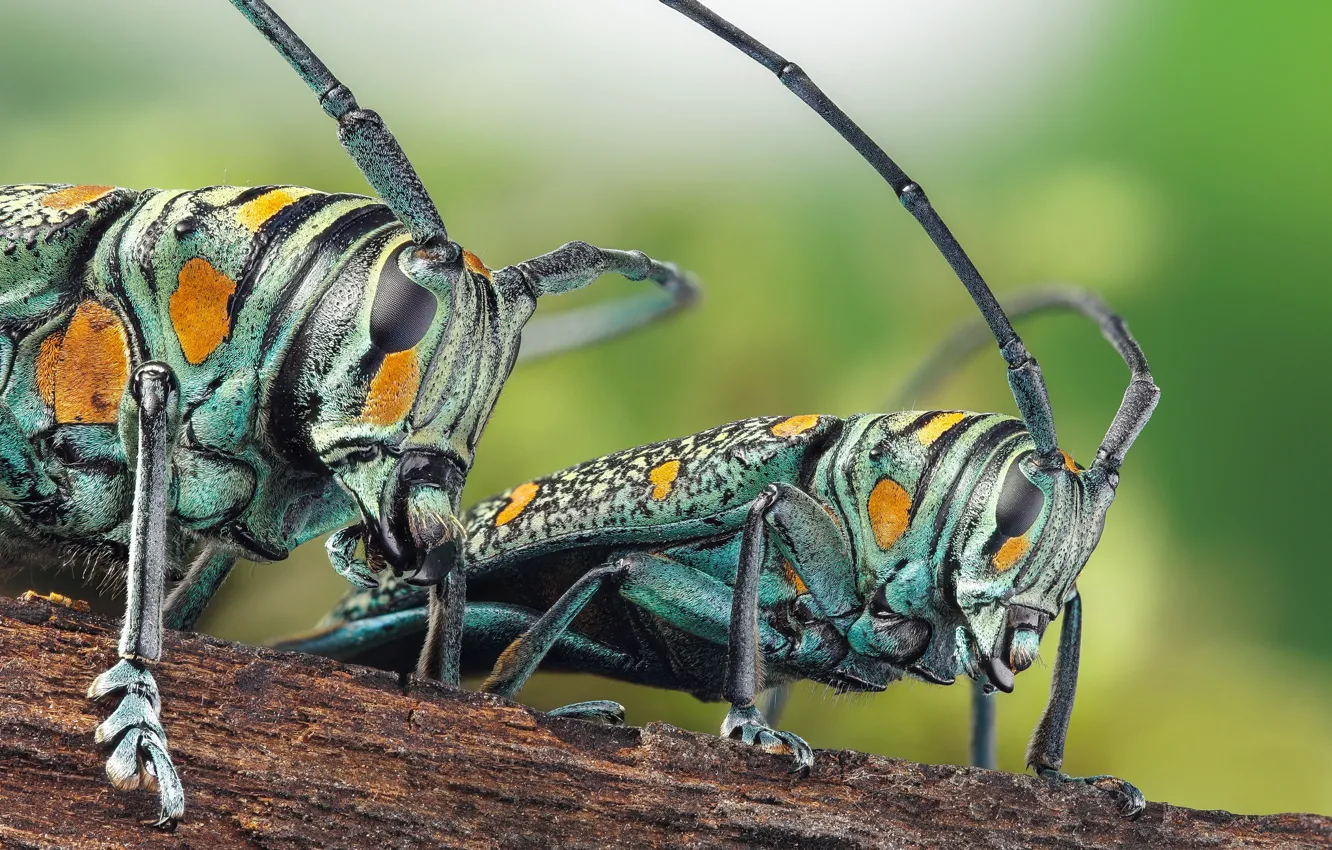 Фото обои macro, Longhorn beetle, Cerambycidae