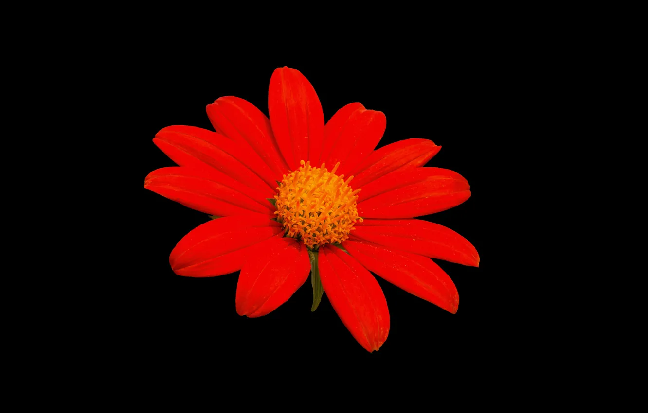 Фото обои flower, nature, black background