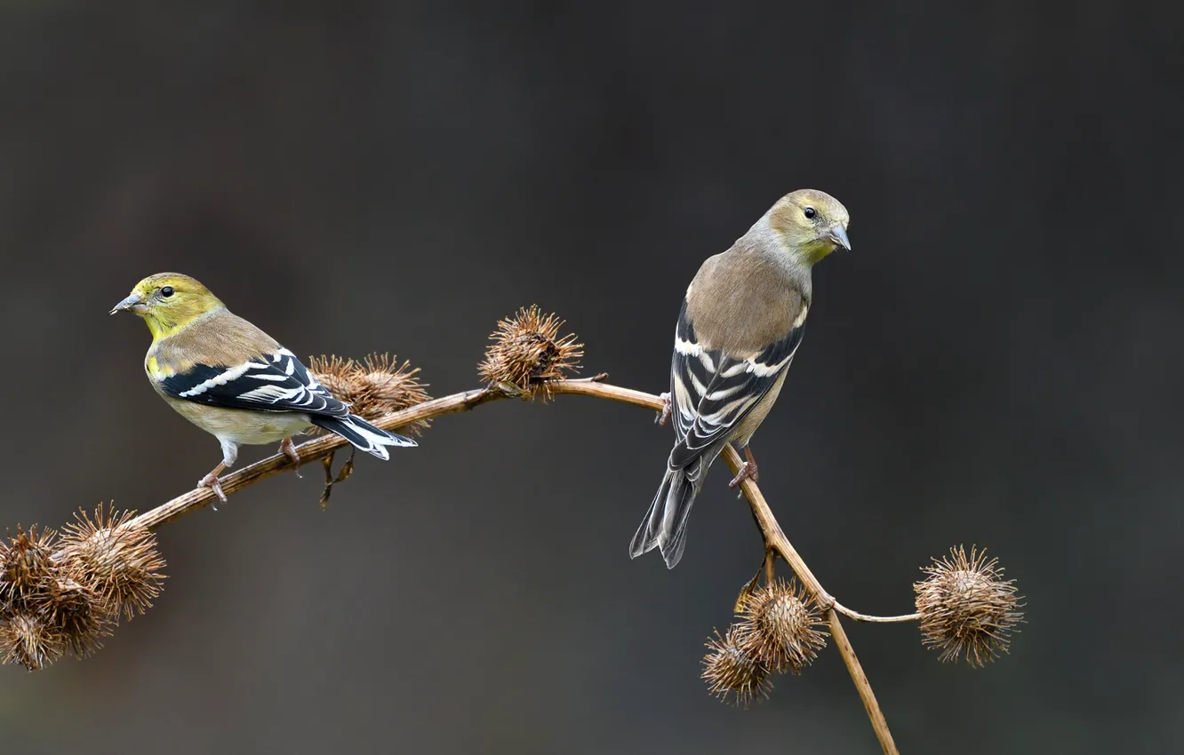 Фото обои птицы, фон, ветка, колючки, боке, щеглы, Goldfinches