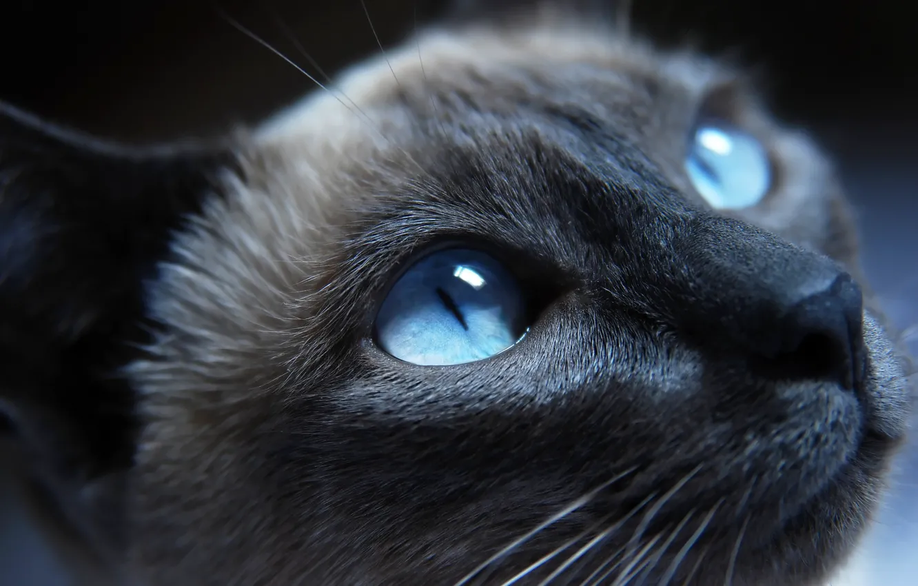 Фото обои глаза, кот, Кошка, нос, cat