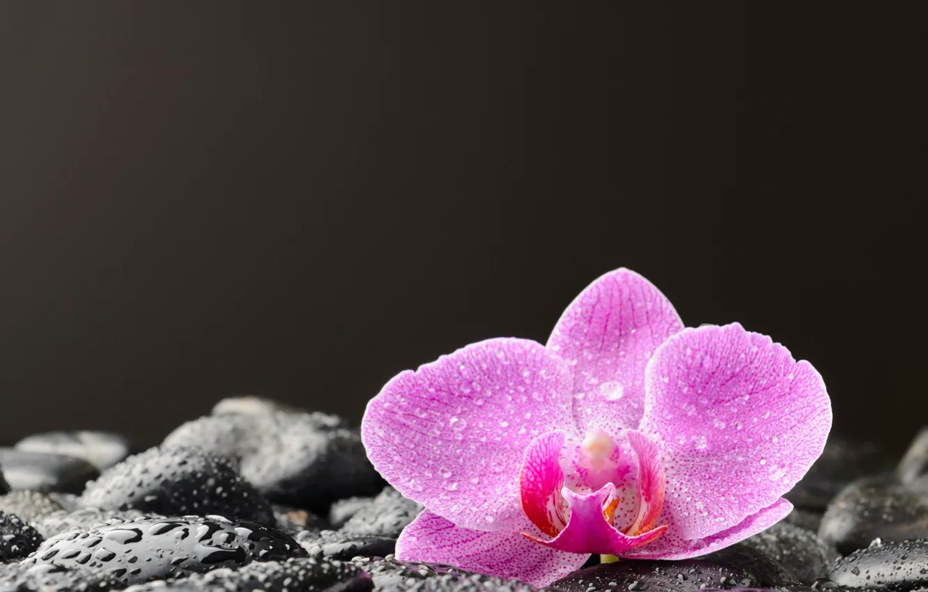 Фото обои капли, камни, орхидея