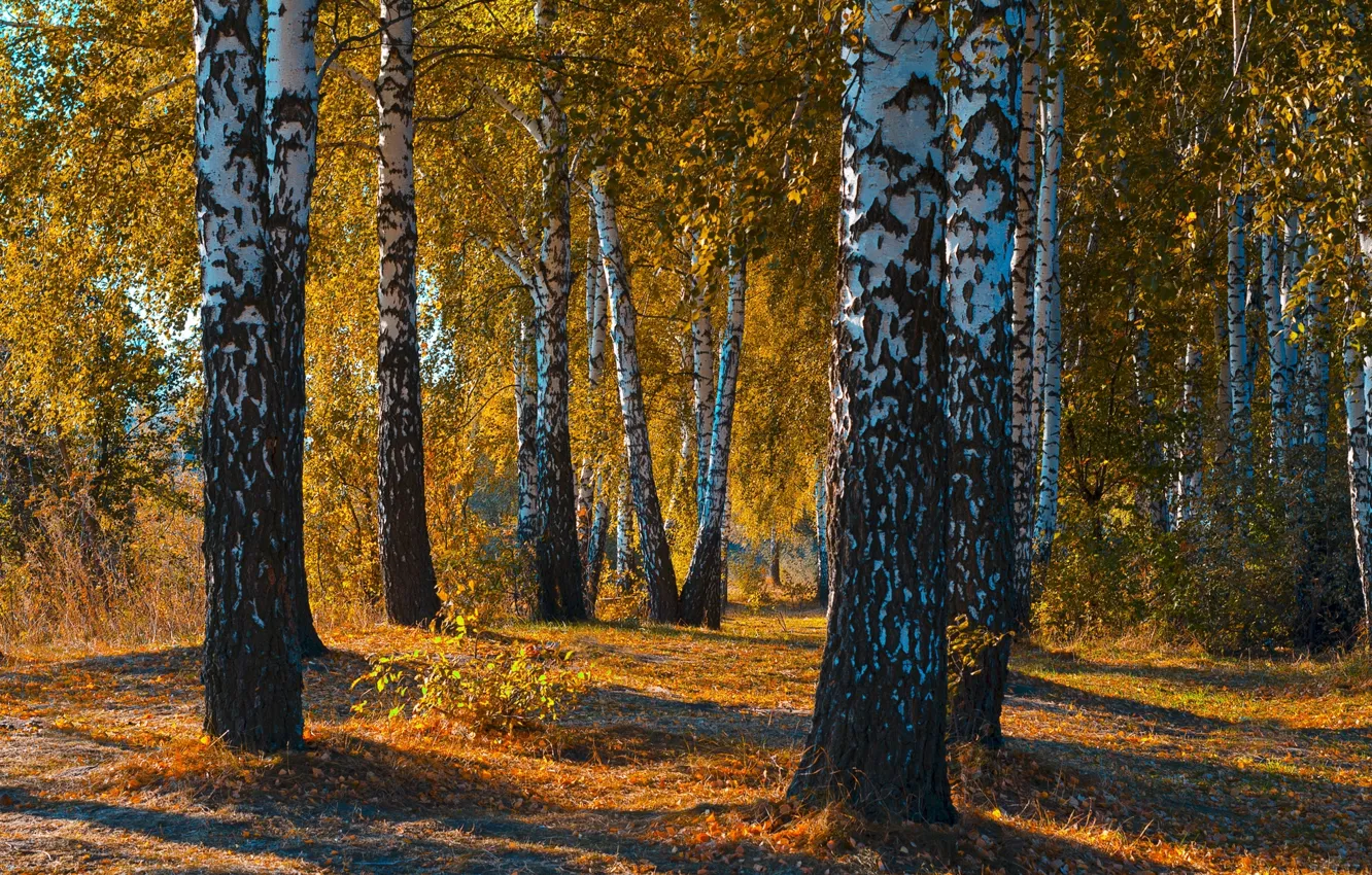 Фото обои осень, лес, листья, пейзаж, закат, природа, красота, березы