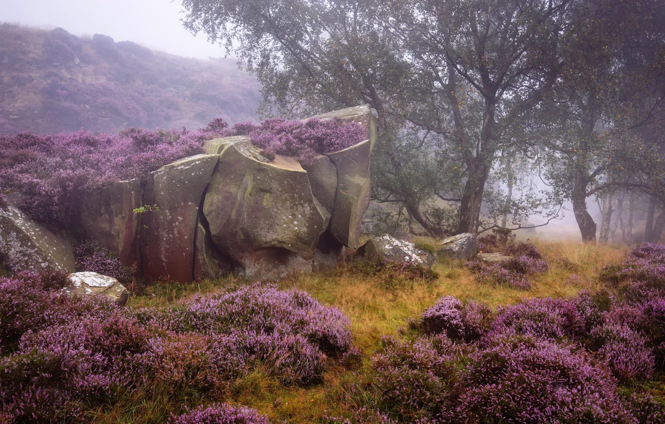 Фото обои небо, деревья, природа, камни, Англия, вереск, Пик-Дистрикт, Дербшир