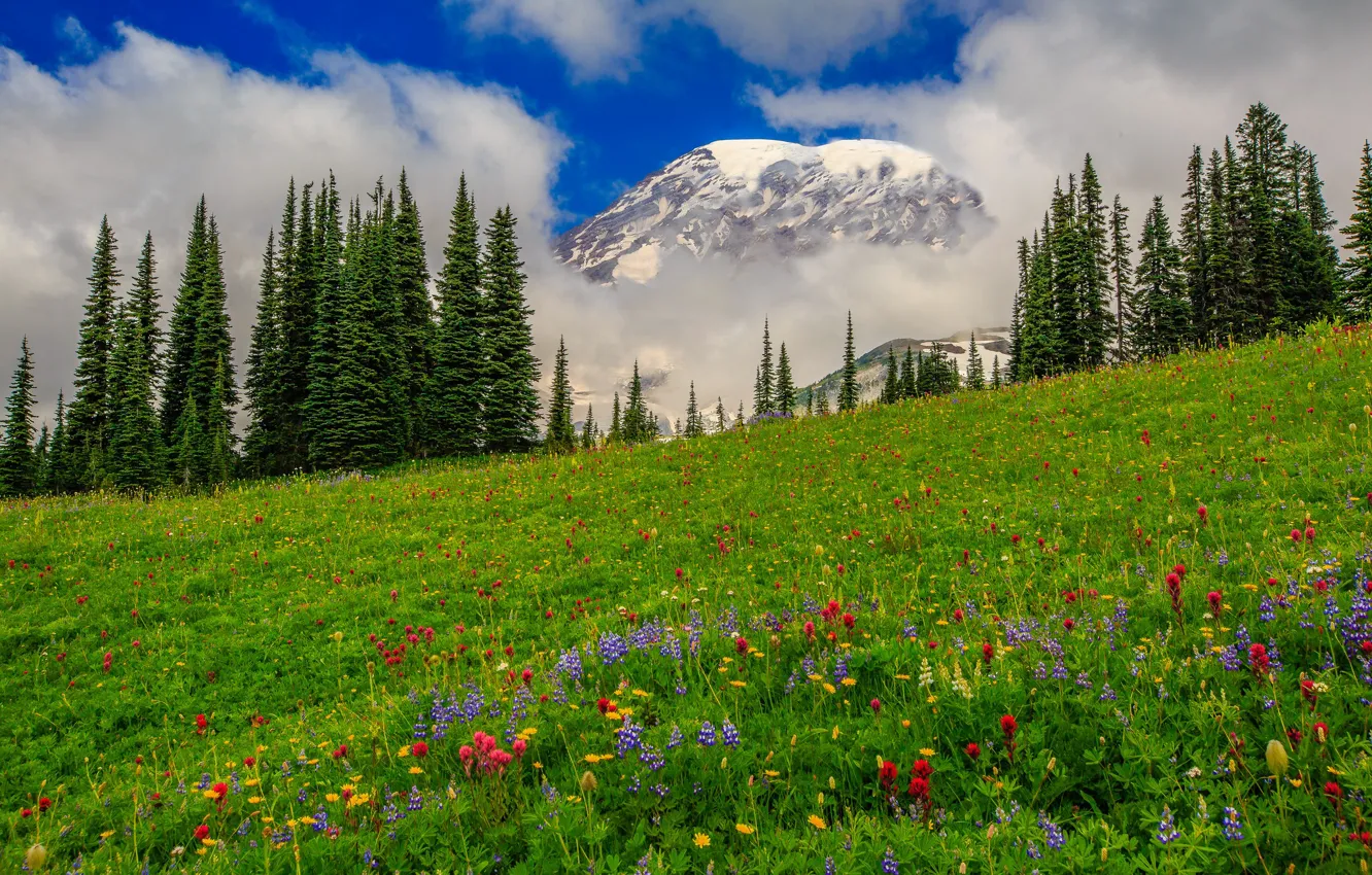 Фото обои облака, деревья, цветы, горы, луг, США, штат Вашингтон