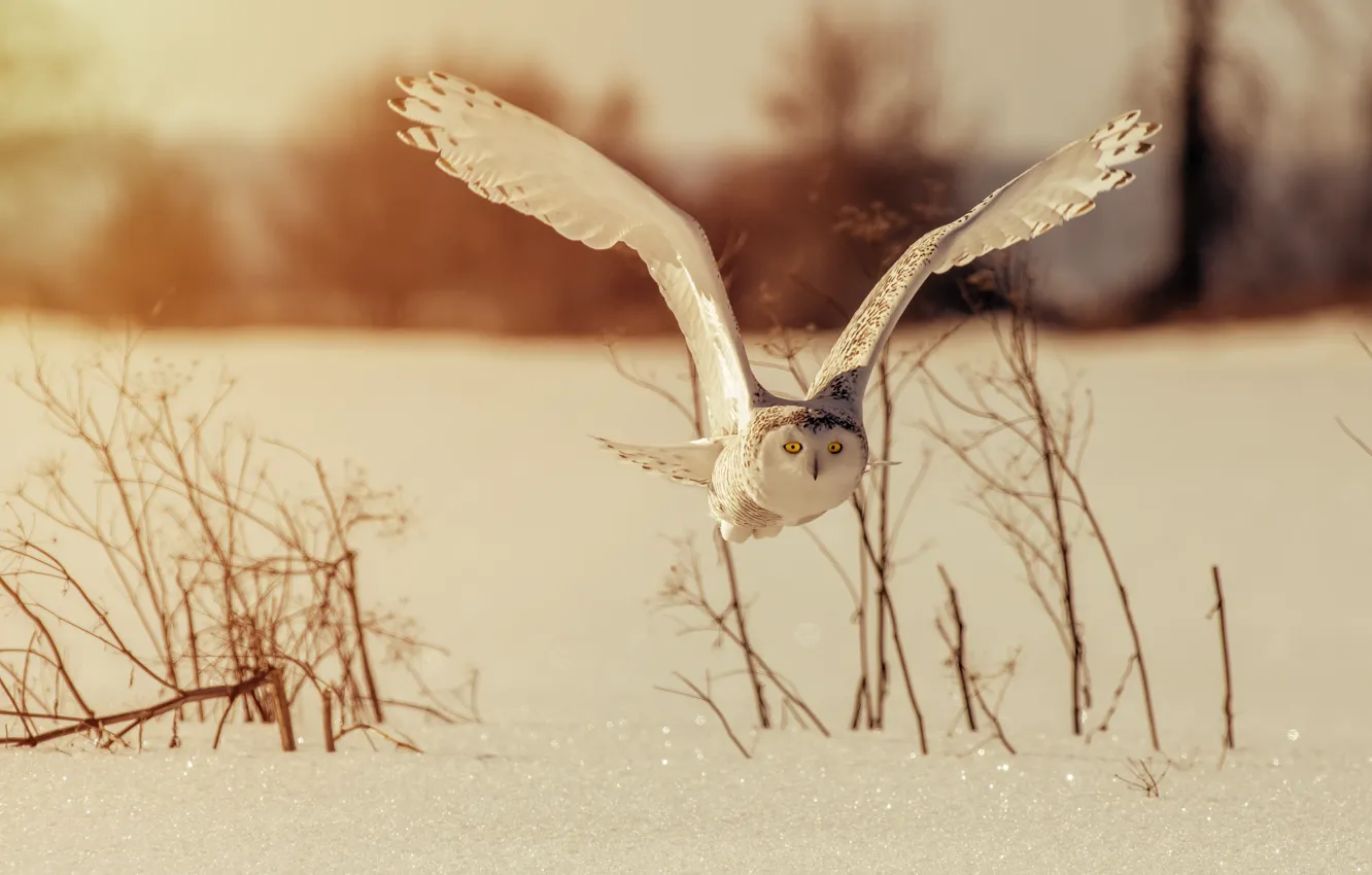 Фото обои зима, сова, птица, крылья