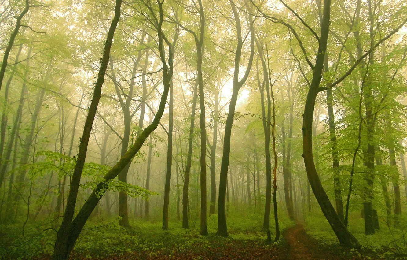 Фото обои лес, туман, тропинка, fog, path, Forest