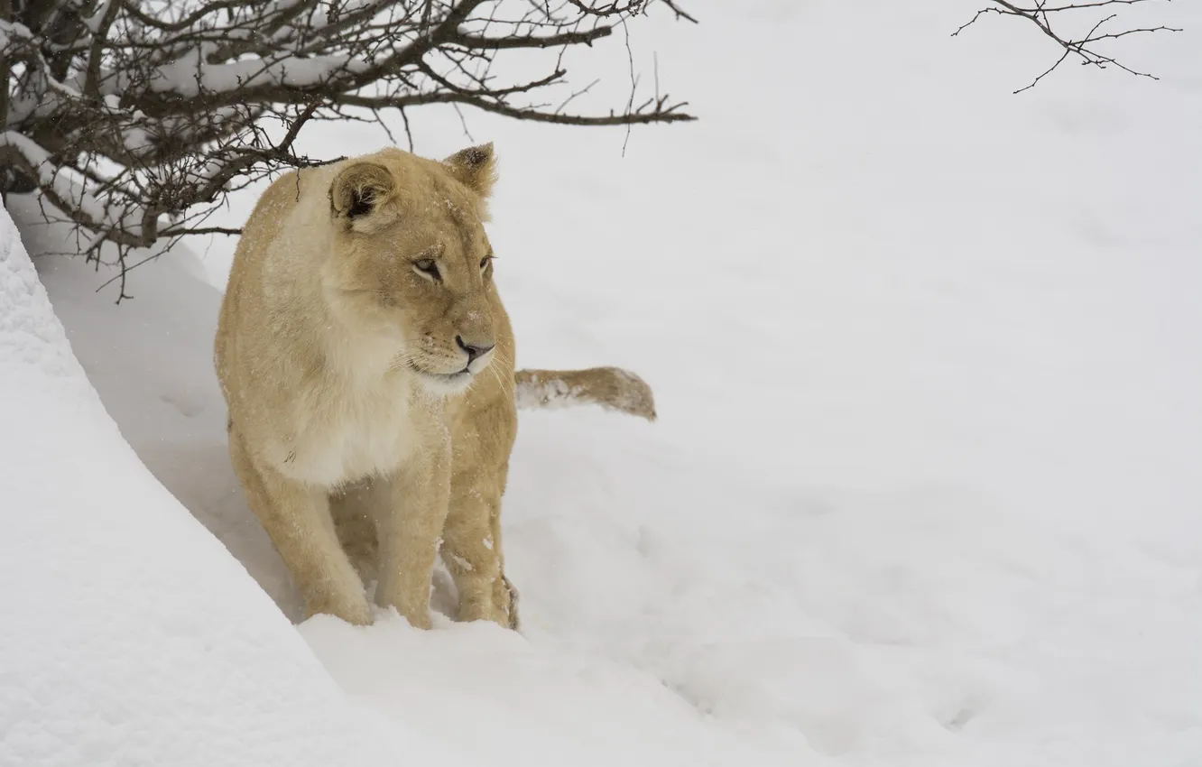 Фото обои зима, морда, снег, ветки, хищник, львица, дикая кошка, зоопарк