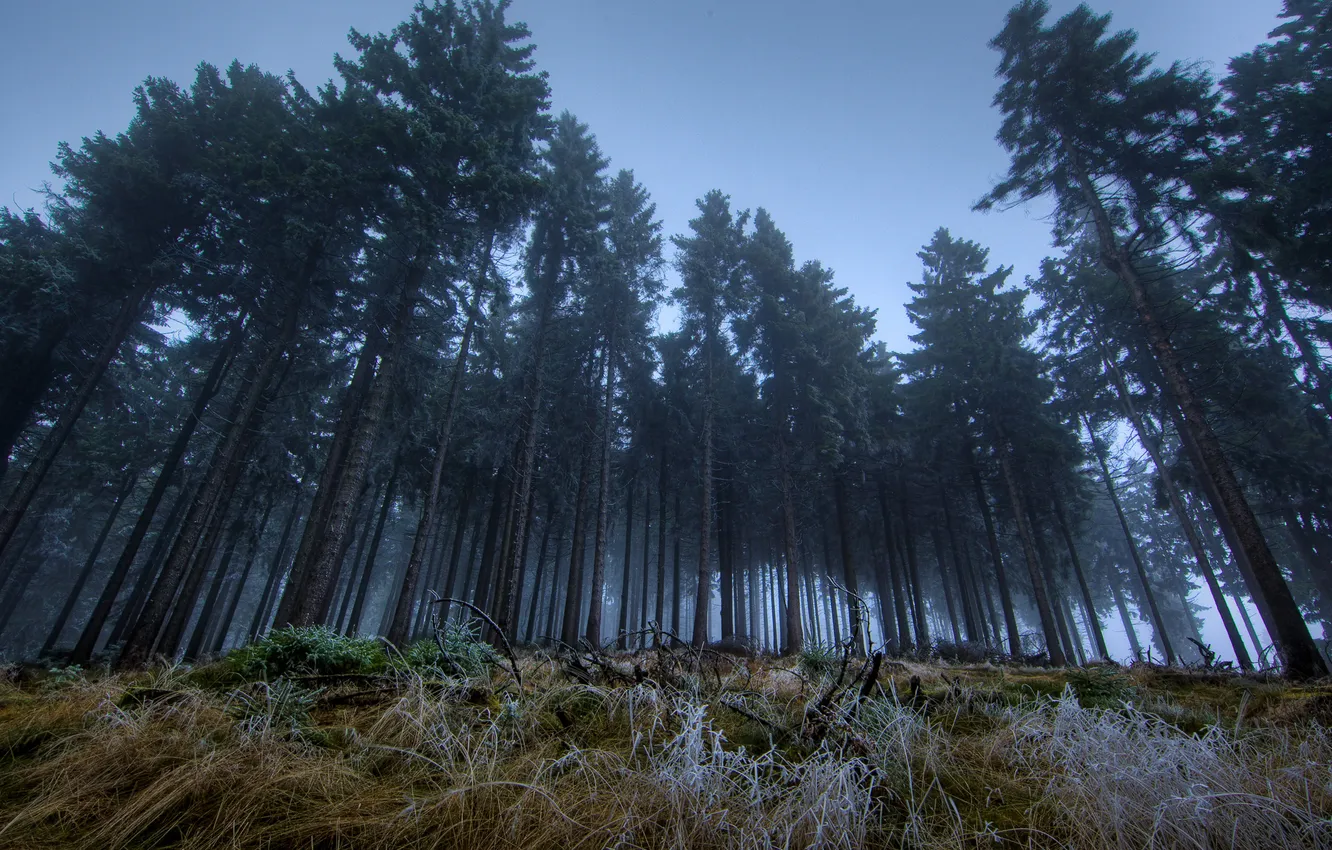 Фото обои лес, темно, сумерки
