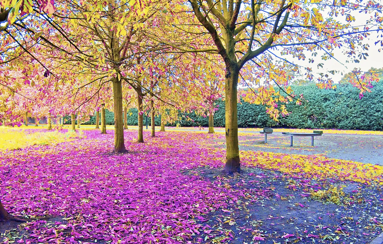 Фото обои осень, листья, деревья, парк, сквер, скамья