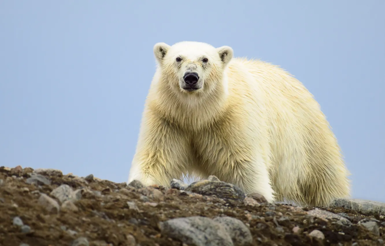 Фото обои взгляд, медведь, Полярный медведь, Белый медведь