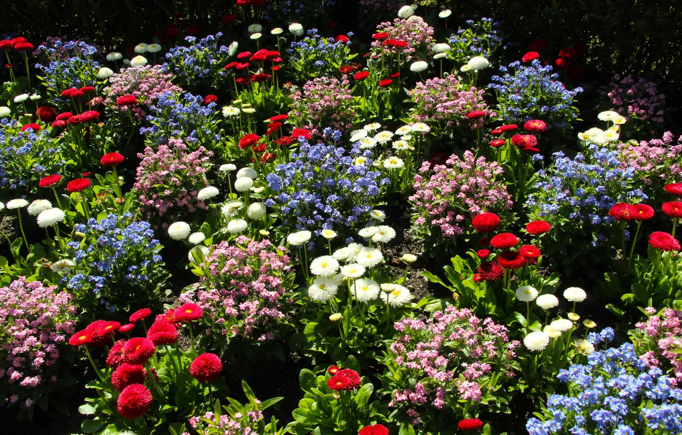 Фото обои garden, colorfull, blooming