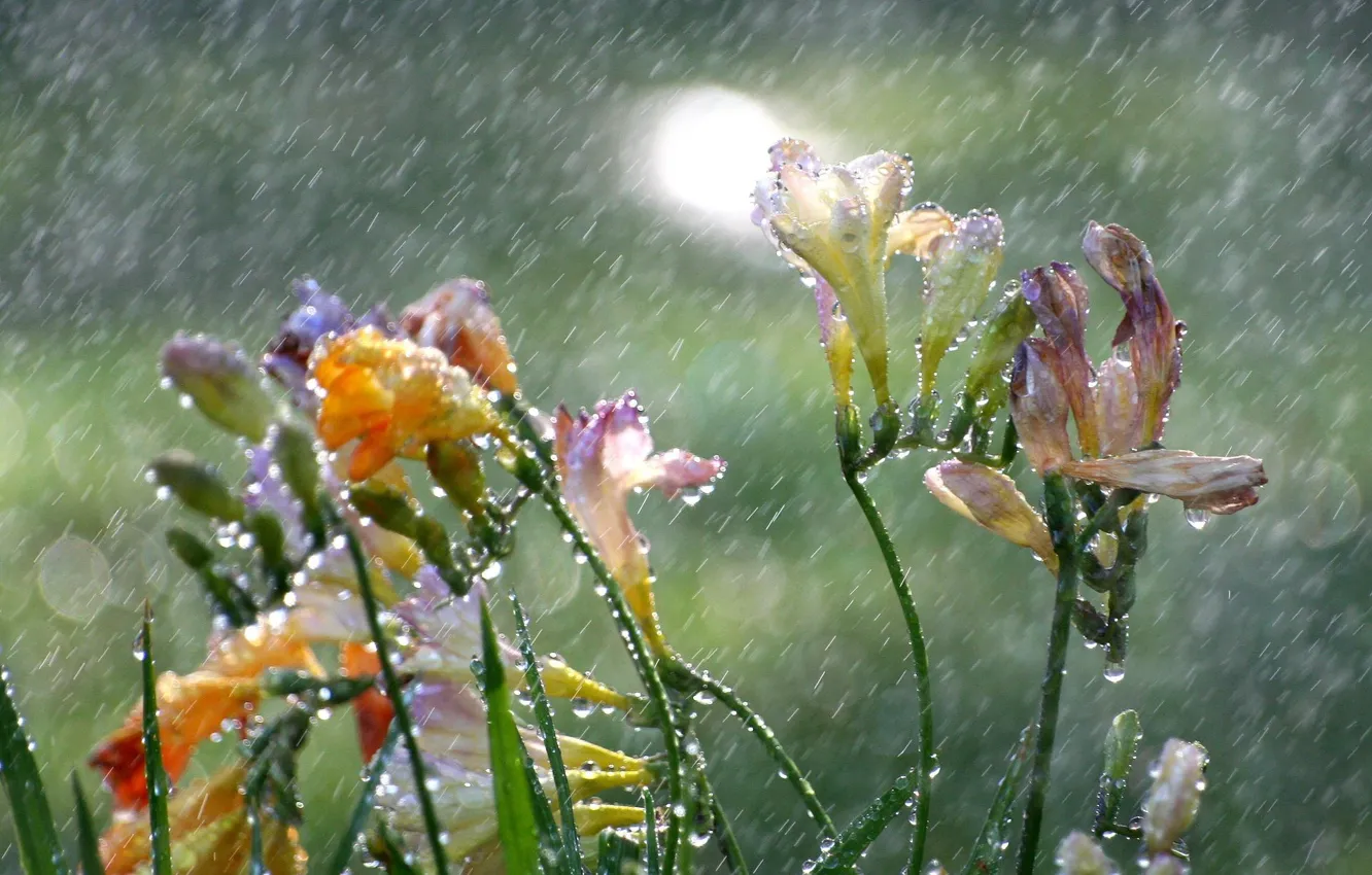 Фото обои капли, цветы, дождь, фрезия
