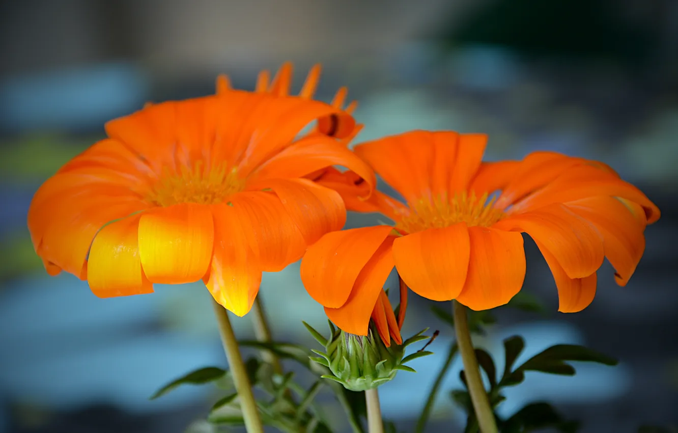 Фото обои Цветы, оранжевые, flowers, orange, боке, bokeh