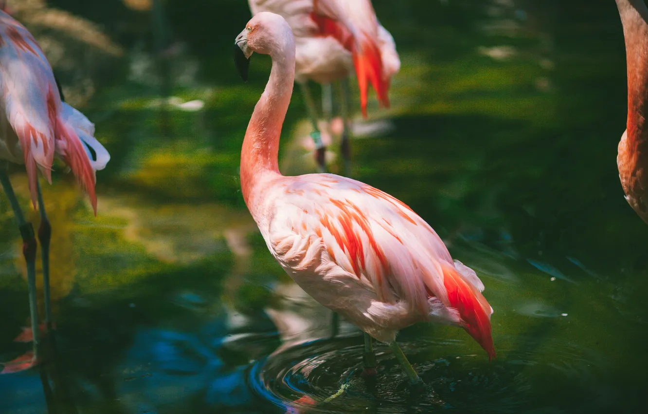 Фото обои вода, розовый, перья, фламинго, ртица