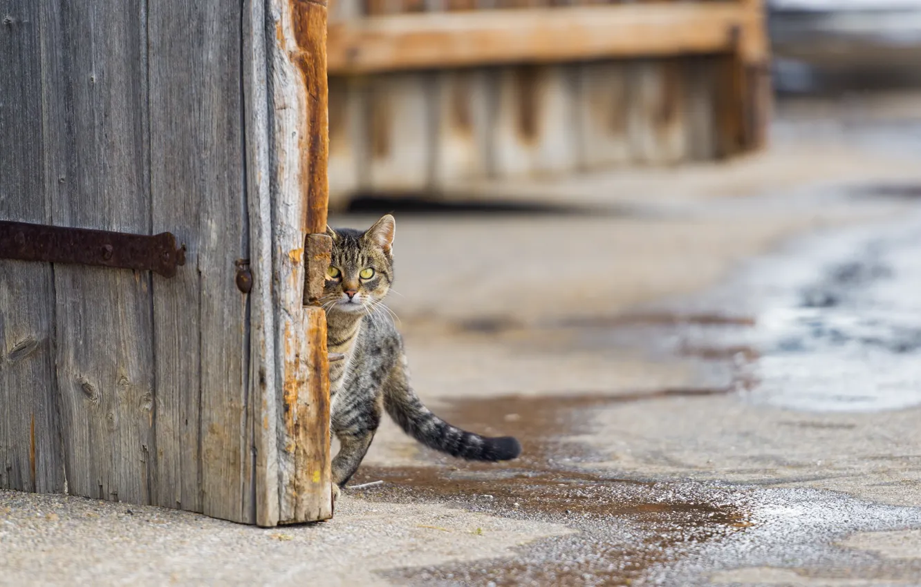 Фото обои кошка, взгляд, улица