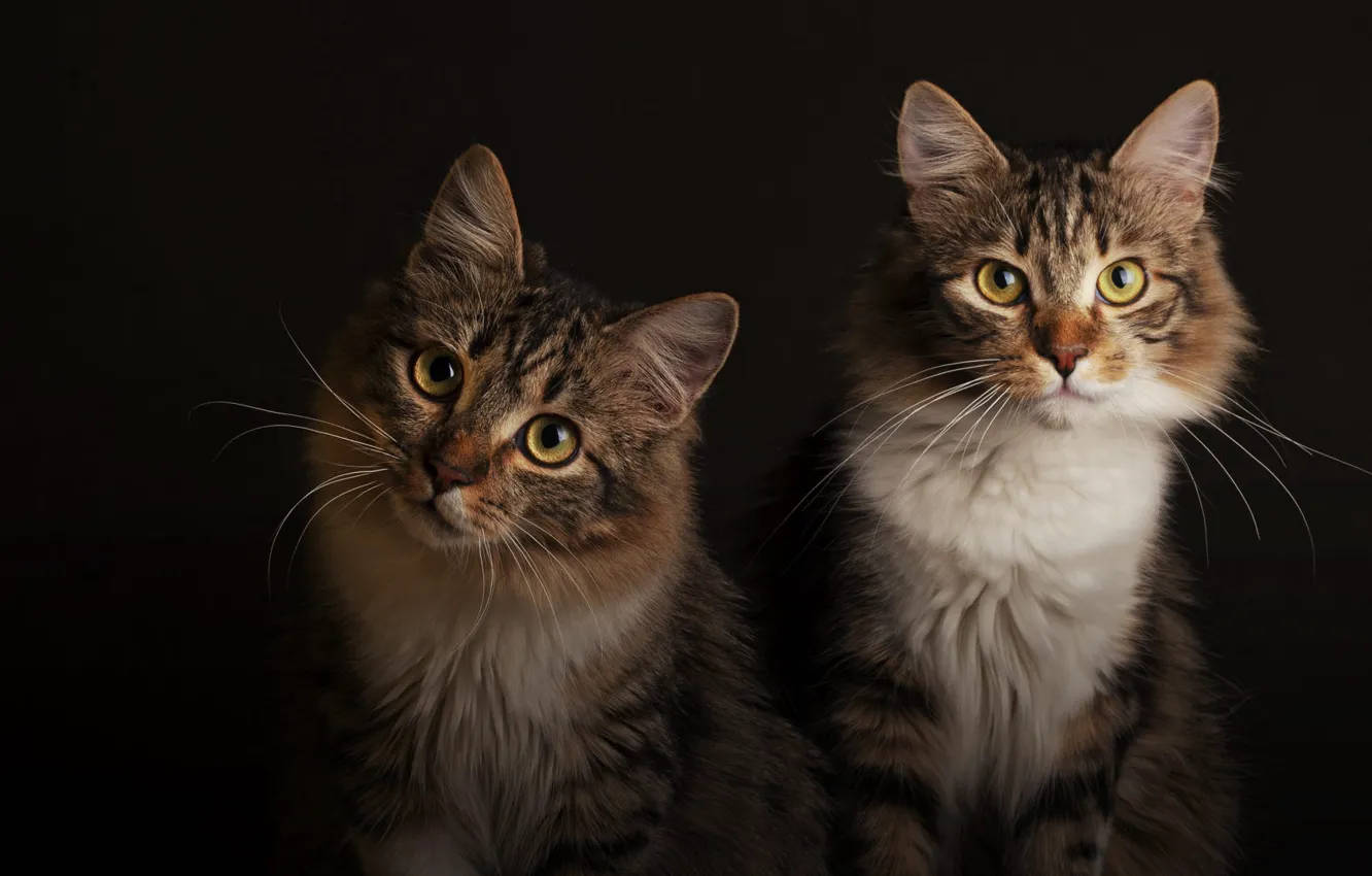 Фото обои кошка, кот, взгляд, кошки, поза, темный фон, стол, коты