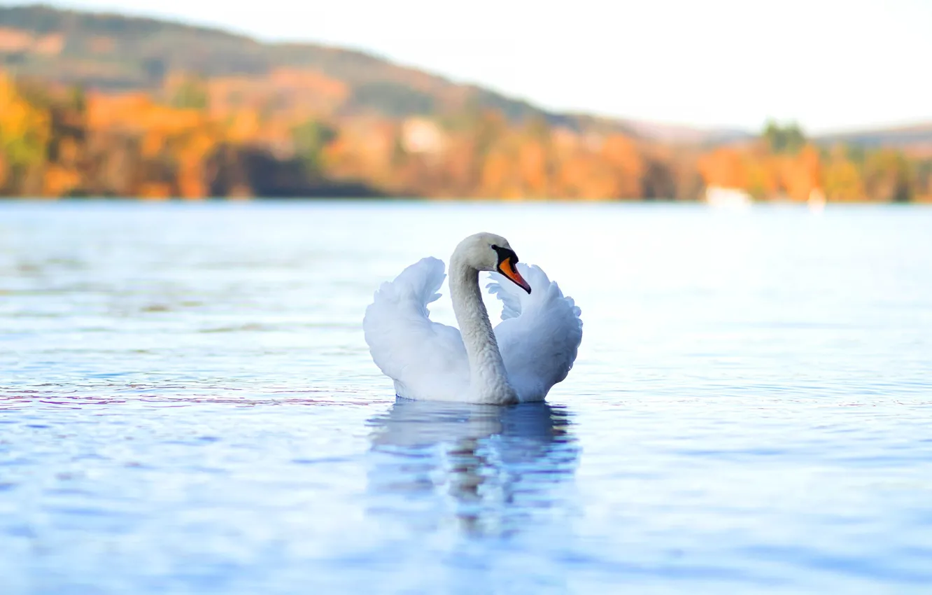 Фото обои осень, белый, птица, лебедь, светлый фон, водоем