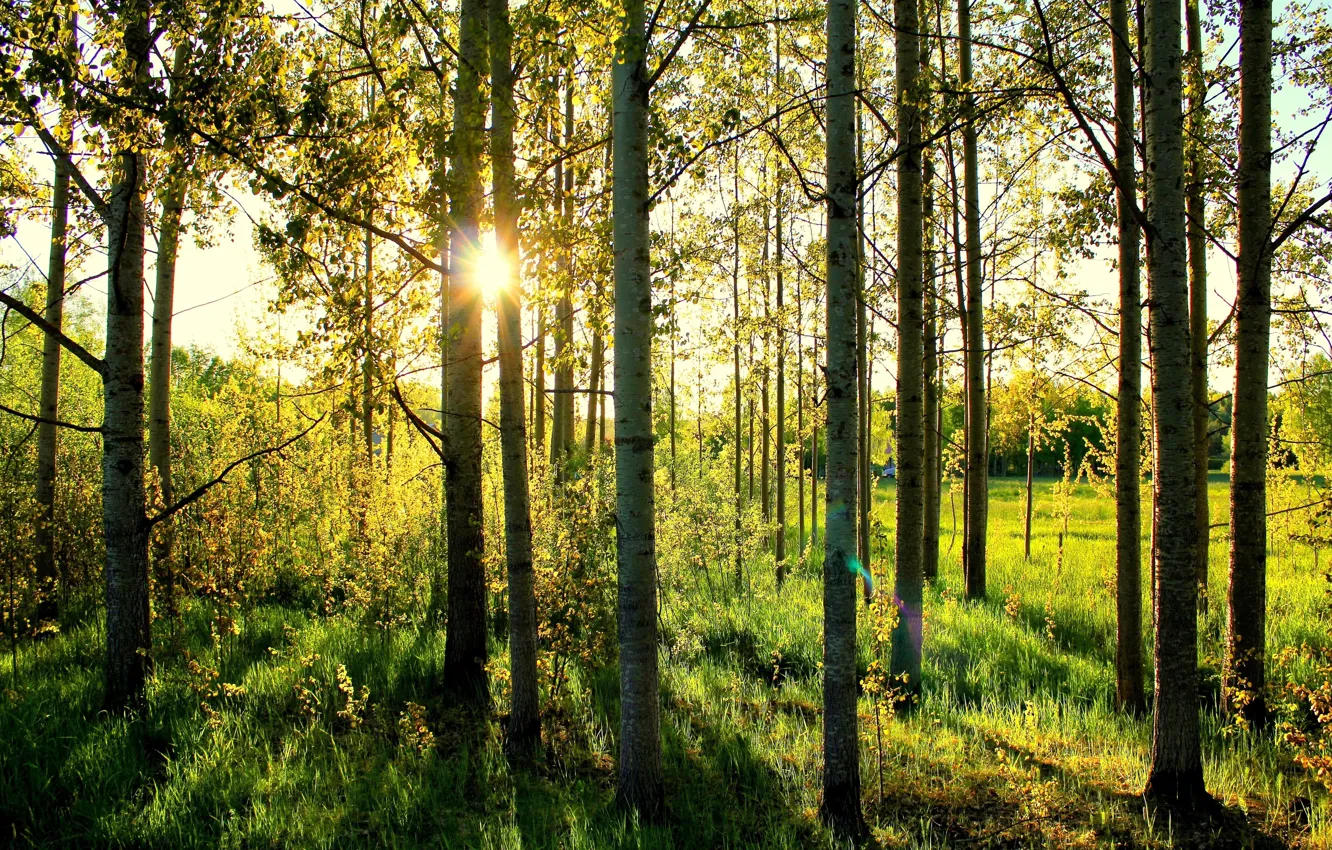 Фото обои лес, трава, солнце, берёзы