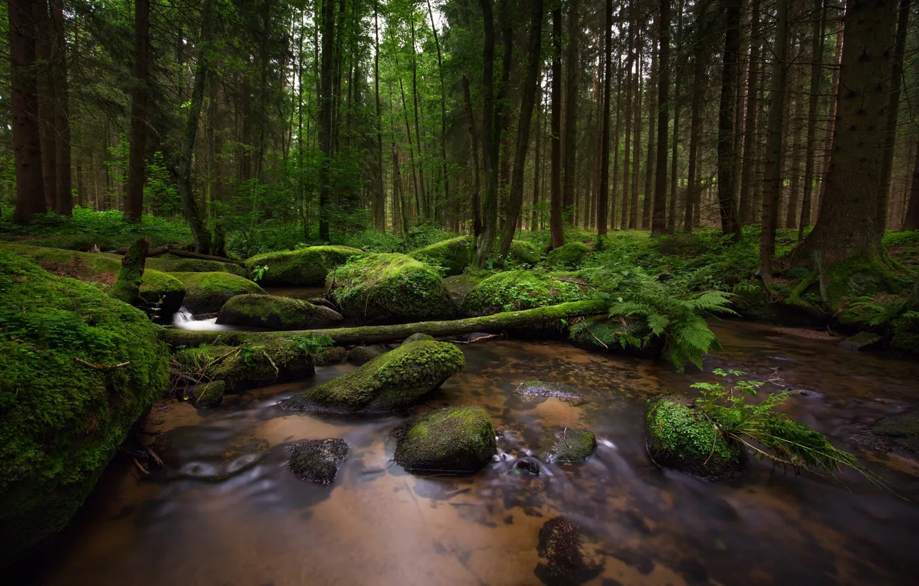 Фото обои лес, ручей, камни, мох