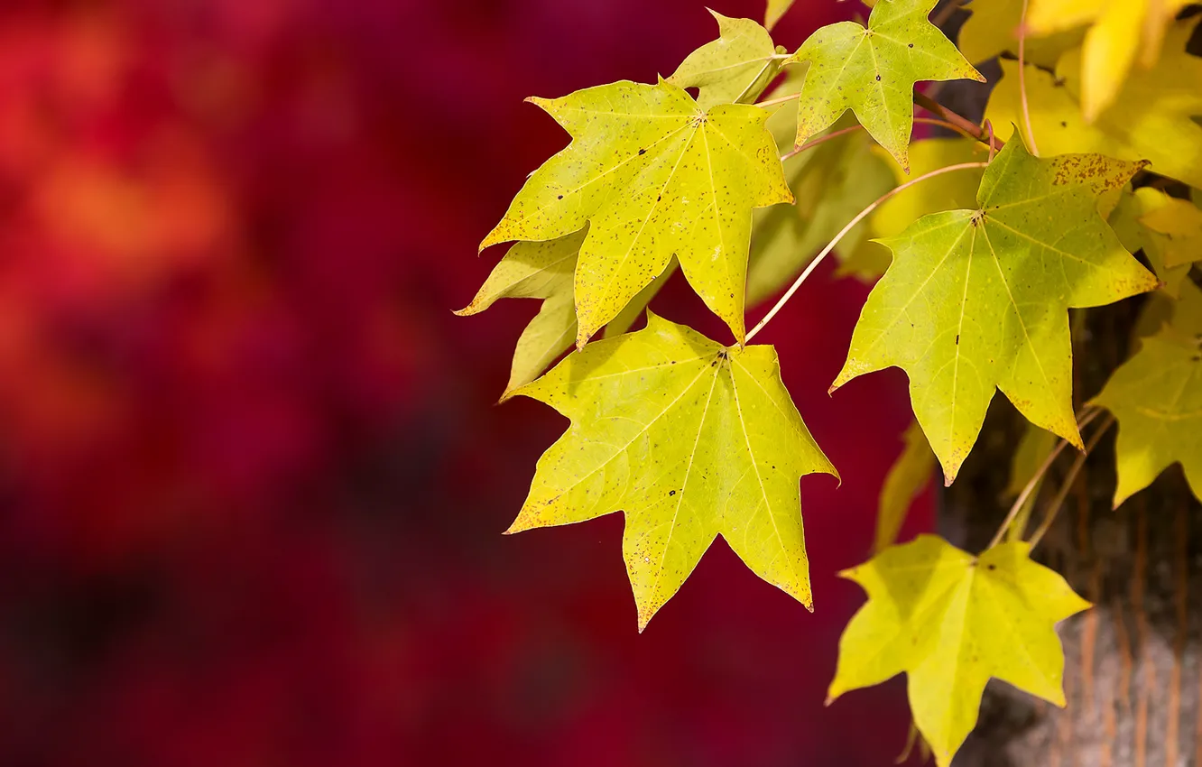 Фото обои осень, макро, красный, фон, листва