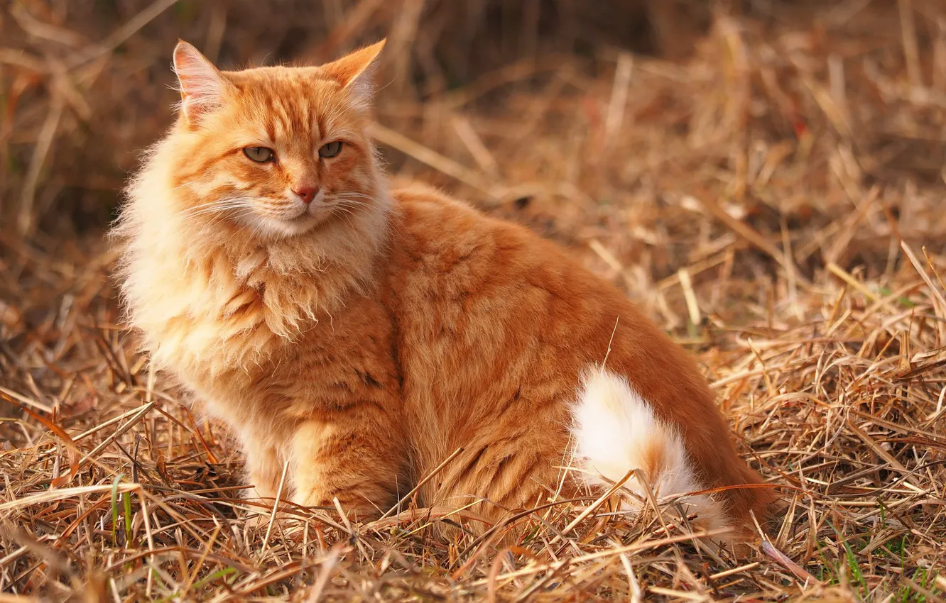 Фото обои сено, пушистая, рыжая кошка