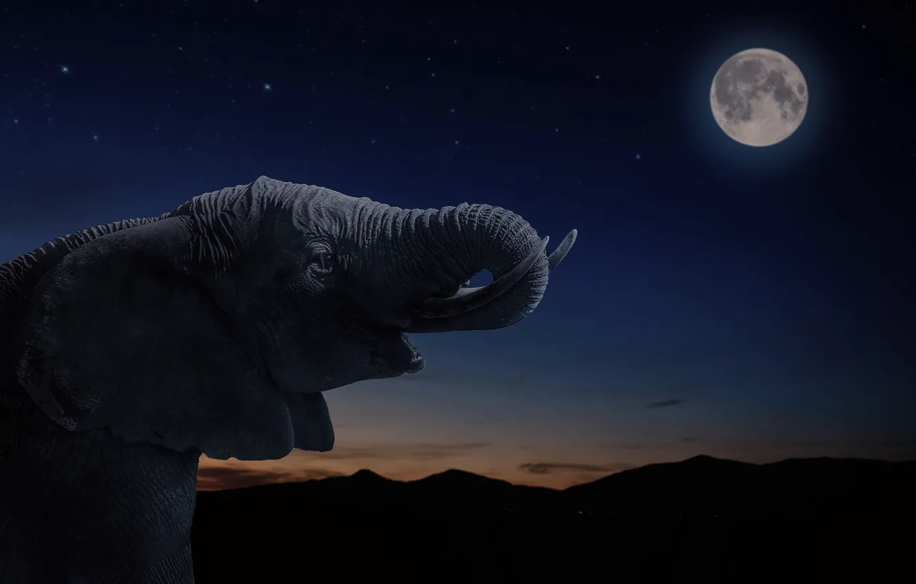 Фото обои звезды, ночь, слон, Луна, moon, night, stars, elephant