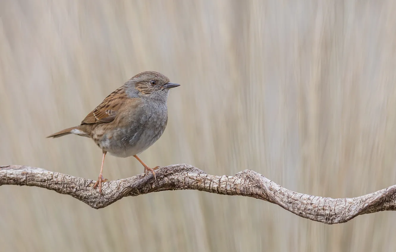 Фото обои bird, bokeh, branch, wildlife, sparrow