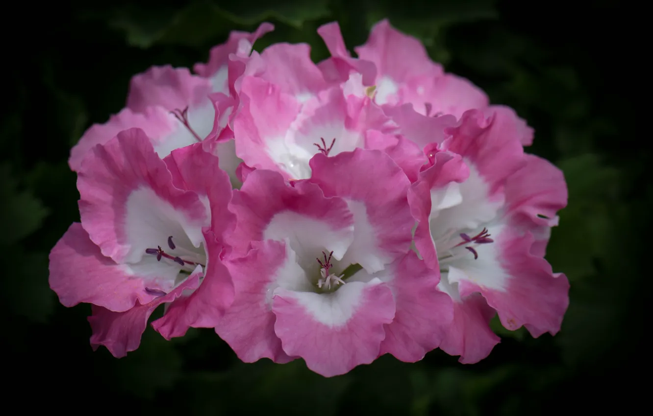 Фото обои цветок, макро, розовый, лепестки