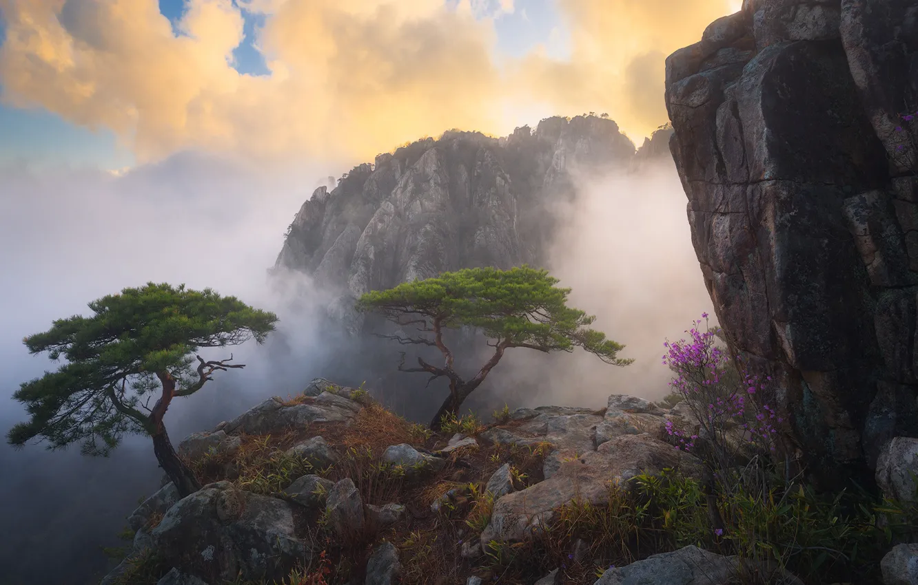 Фото обои облака, деревья, цветы, горы, туман, скалы, куст