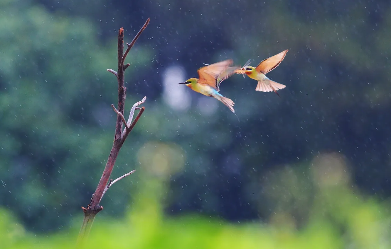 Фото обои полет, птицы, две, ветка, пчелоедки, под дождем