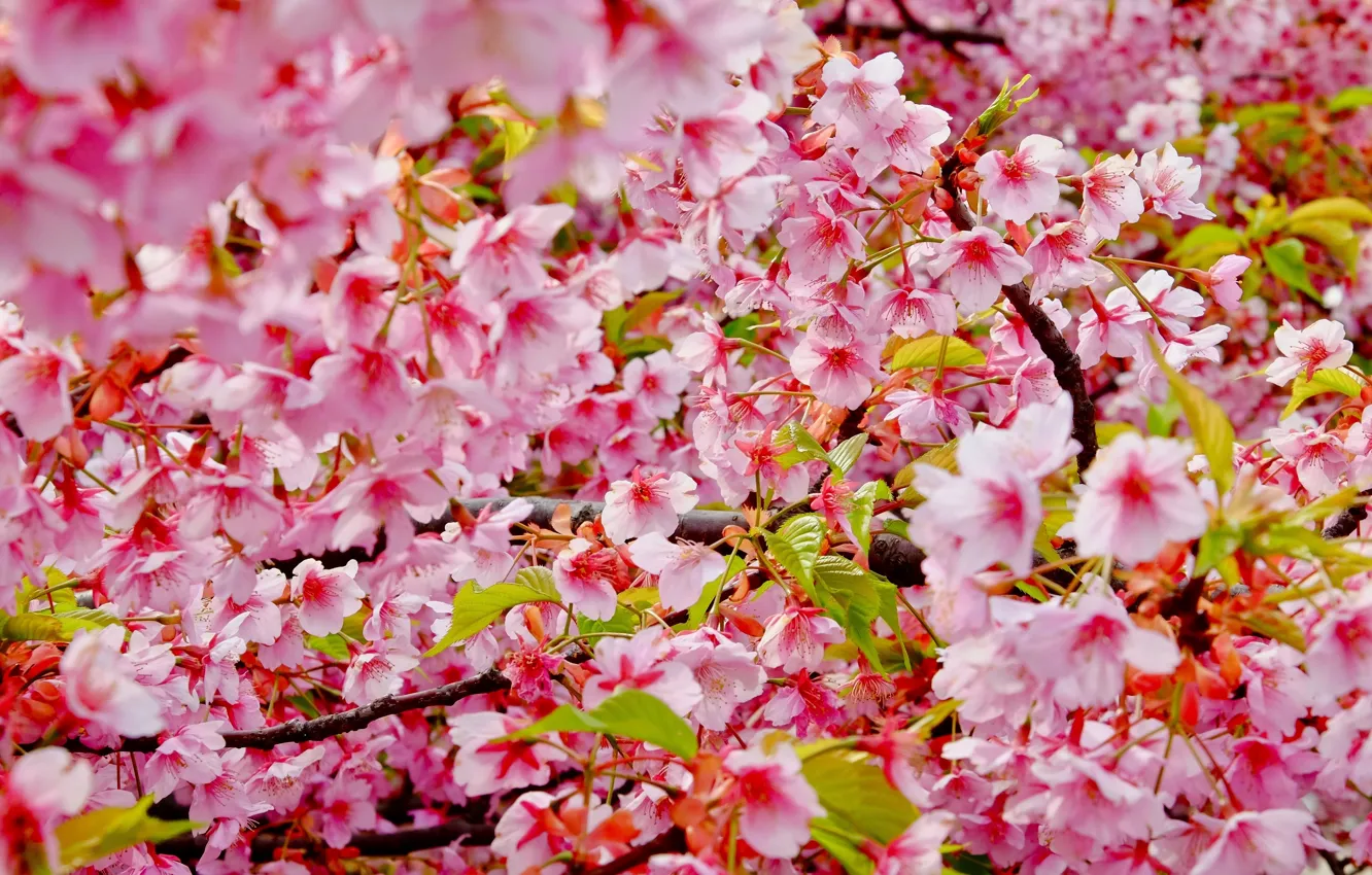 Фото обои ветки, вишня, цвет, весна, сакура, blossom, cherry, spring