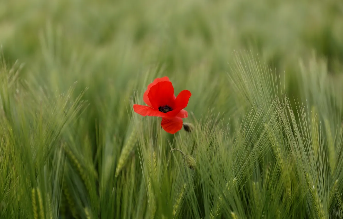 Фото обои пшеница, поле, цветок, природа, мак